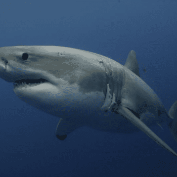Daily Dive # 213 | Where Have Gansbaai’s Great White Sharks Gone?